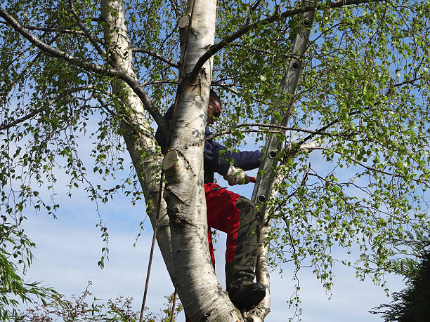 Best Fruit Tree Pruning  in Fairport, NY